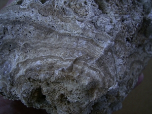 Stromatolithen - mittlere Stufe, naturbelassen
