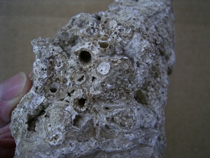 Stromatolithen - mittlere Stufe, naturbelassen