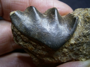 Lungenfisch Zahn aus dem Muschelkalk