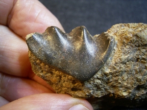 Lungenfisch Zahn aus dem Muschelkalk