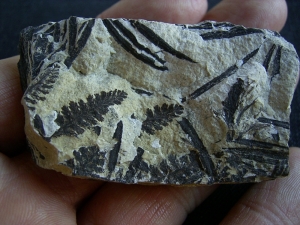 Pflanzen Nemejcopteris feminaeformis aus dem Rotliegenden