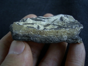 Pflanzen Nemejcopteris feminaeformis aus dem Rotliegenden