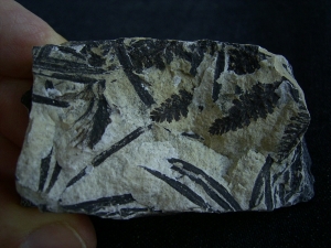 Pflanzen Nemejcopteris feminaeformis aus dem Rotliegenden