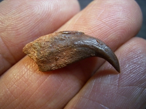 Flugsaurier Kralle Coloborhynchus