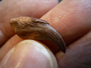 Flugsaurier Kralle Coloborhynchus