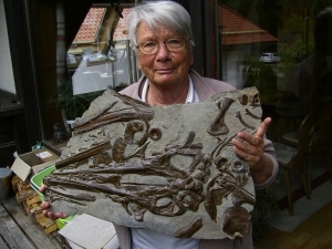 Ichthyosaurus Schädel