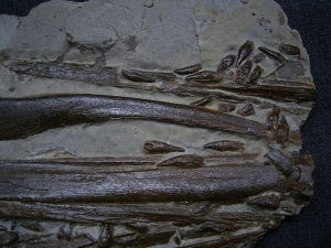 Ichthyosaurus Schädel