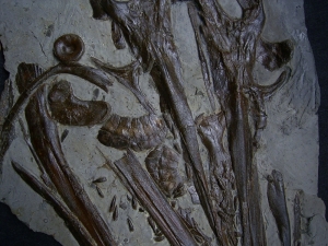 Ichthyosaurus Schädel