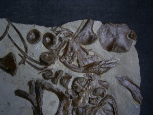 Ichthyosaurus Schädel