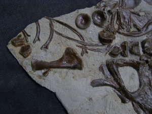 Ichthyosaurus Schädel