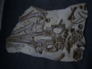 Ichthyosaurus Schädel