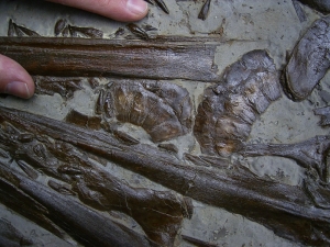 Ichthyosaurus Schädel