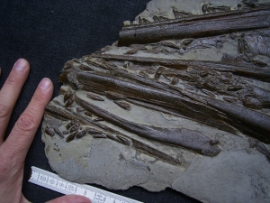 Ichthyosaurus Schädel