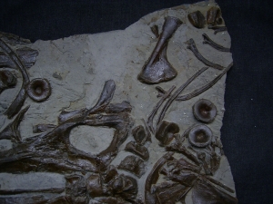 Ichthyosaurus Schädel