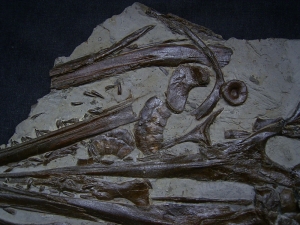 Ichthyosaurus Schädel