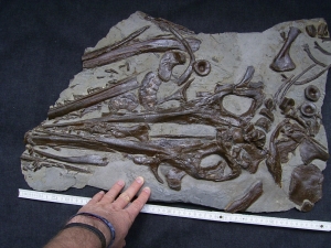 Ichthyosaurus Schädel