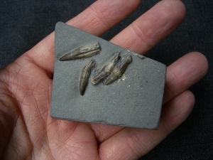 Ichthyosaurier Zähne