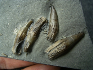 Ichthyosaurier Zähne