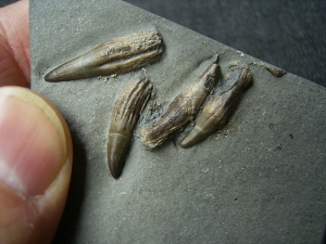 Ichthyosaurier Zähne