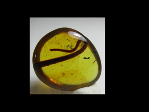 Reptilien-Schwanz in kreidezeitlichem Bernstein