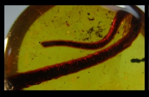 Reptilien-Schwanz in kreidezeitlichem Bernstein