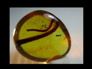 Reptilien-Schwanz in kreidezeitlichem Bernstein