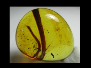 Reptilien-Schwanz in kreidezeitlichem Bernstein