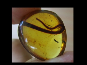 Reptilien-Schwanz in kreidezeitlichem Bernstein