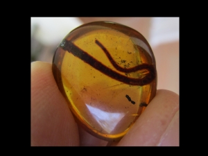 Reptilien-Schwanz in kreidezeitlichem Bernstein