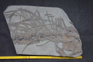 Ichthyosaurier-Teilskelett