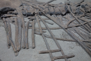 Ichthyosaurier-Teilskelett