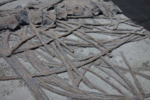 Ichthyosaurier-Teilskelett