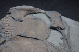 Ichthyosaurier-Teilskelett