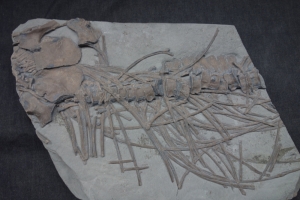 Ichthyosaurier-Teilskelett