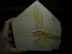 Heuschrecke Pycnophlebia