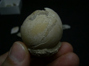 Bird egg Palaeolodus