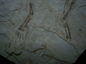 Frog fossil cretaceous age