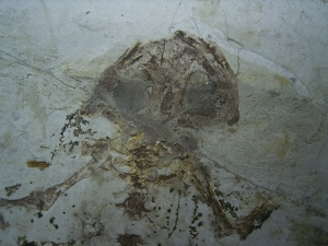 Frog fossil cretaceous age