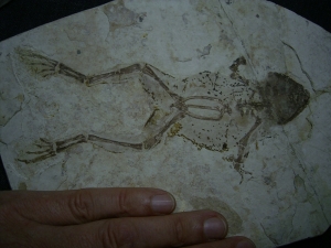Frog fossil cretaceous age