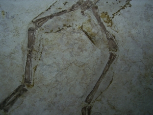 Frog fossil cretaceous age