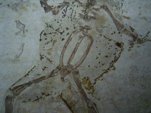 Frog fossil cretaceous age