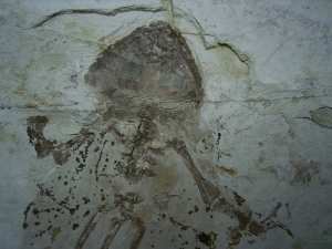 Frog fossil cretaceous age