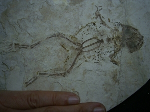 Frog fossil cretaceous age
