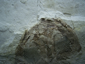 Frosch Fossil aus der Kreide