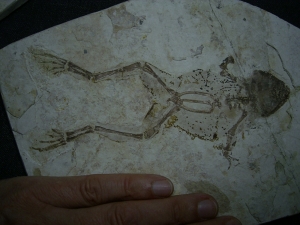 Frosch Fossil aus der Kreide