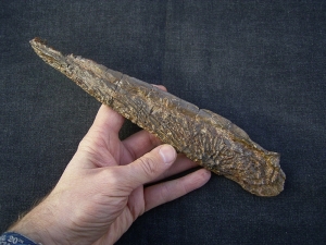 Metoposaurus Unterkiefer aus dem Keuper