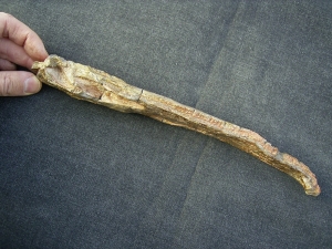 Metoposaurus Unterkiefer aus dem Keuper