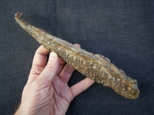 Metoposaurus Unterkiefer aus dem Keuper