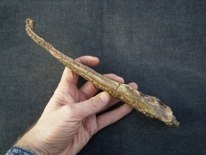 Metoposaurus Unterkiefer aus dem Keuper