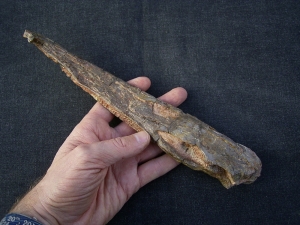 Metoposaurus Unterkiefer aus dem Keuper